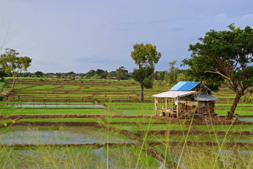 Freshly planted rice paddies in Sri Lanka