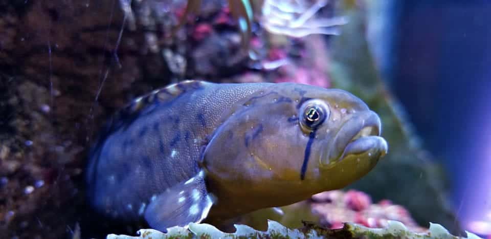 Small tropical fish Florida Aquarium