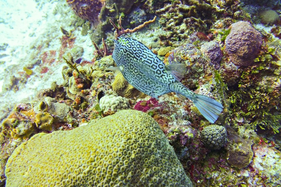 Spotted Cowfish Cozumel from a Cozumel scuba trip