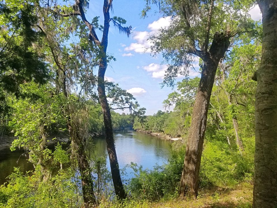 Suwannee River From State Park