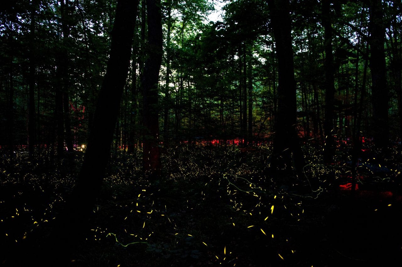 Synchronous Fireflies via Canva
