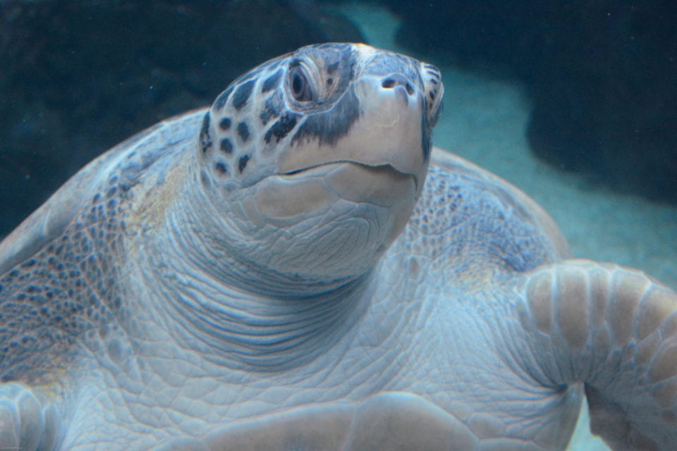 Turtle in Tank Florida Aquarium (photo @cathylwgorgensen)