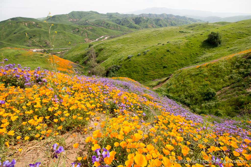 chino-hills-wildflowers