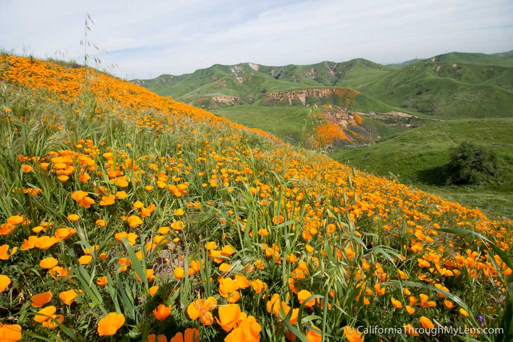 chino-hills-wildflowers