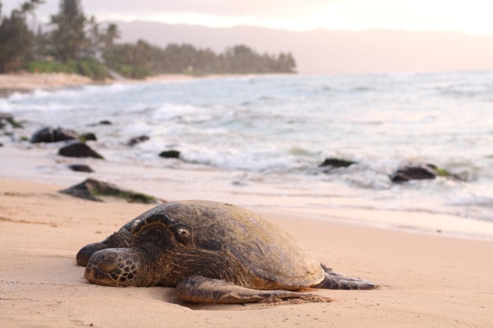 Sea turtle on the beach (photo by Jeremy Bishop)