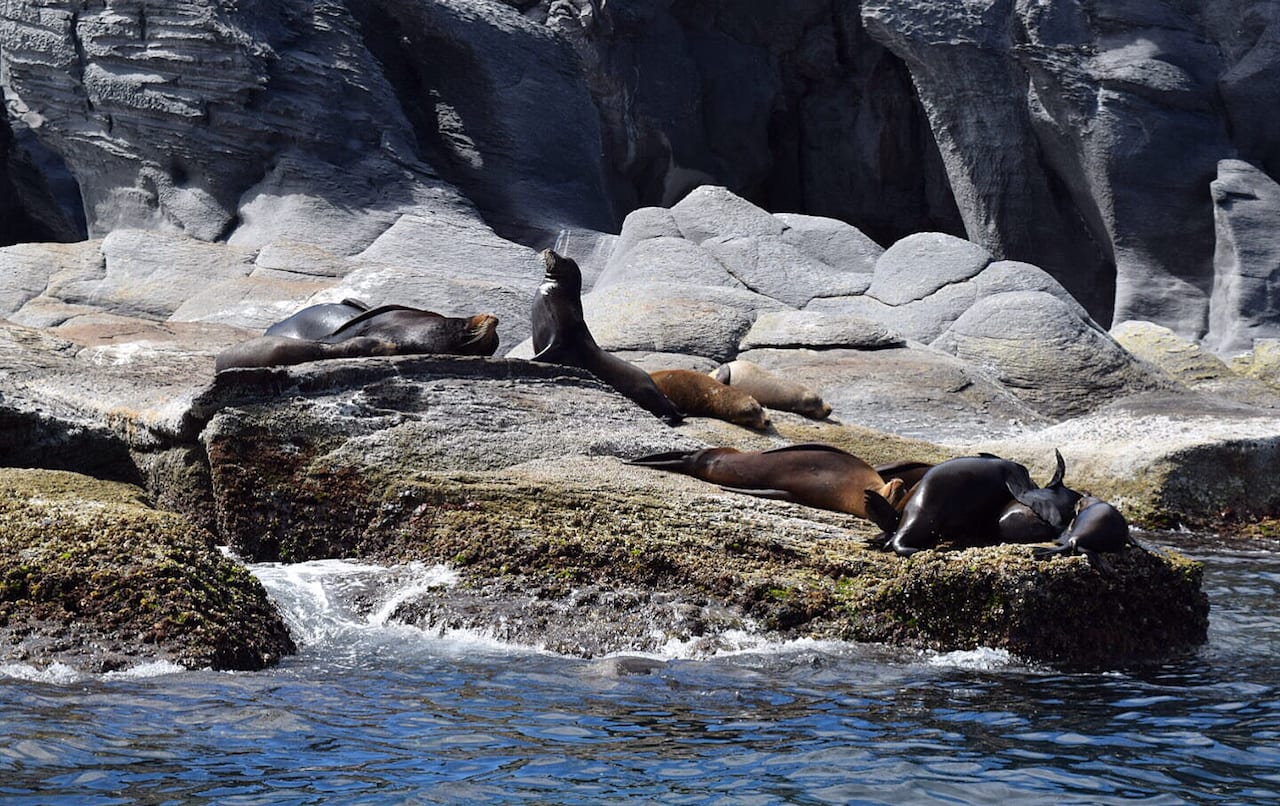 Sea lions on Coronado Island, Loreto Mexico