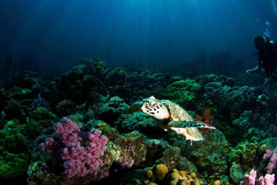 Sea turtle swimming (photo by Milos Prelevic)