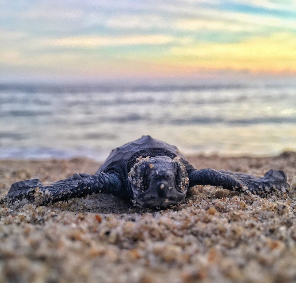 Baby sea turtle in sand at sunset (photo by Mitch Lensink)