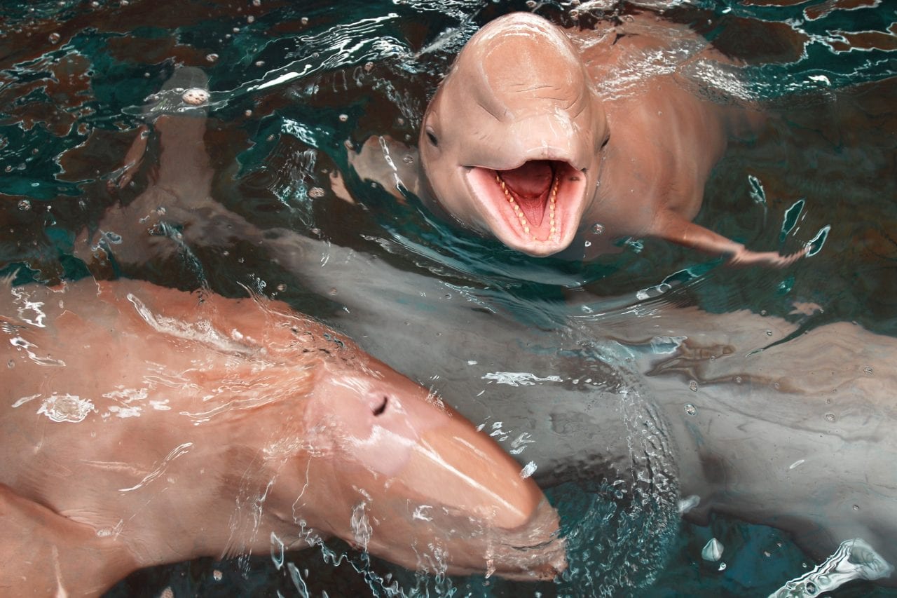 pink dolphin via Canva