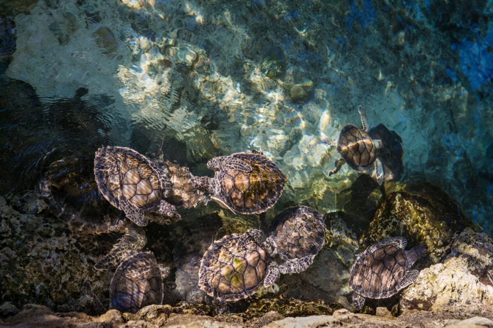 Baby sea turtles swimming in the ocean (photo by Ricardo Braham)