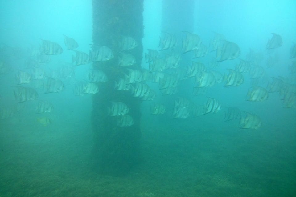 river of banded angelfish by pilings @ Blue Heron Bridge