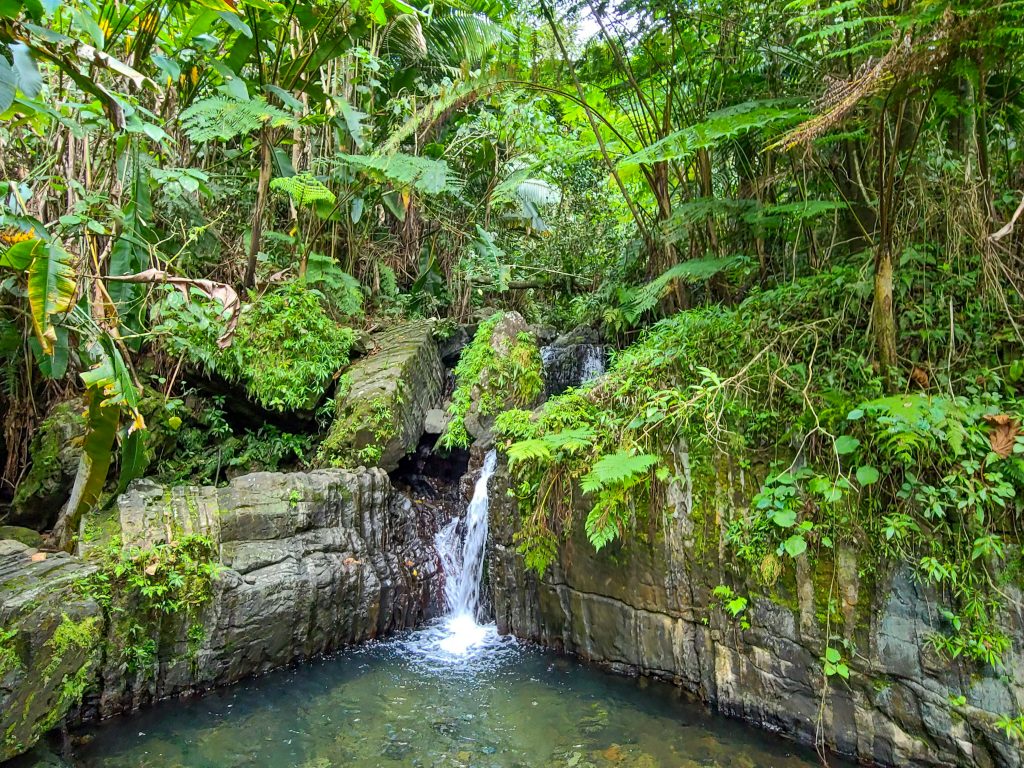 El Yunque National Forest Puerto Rico-3