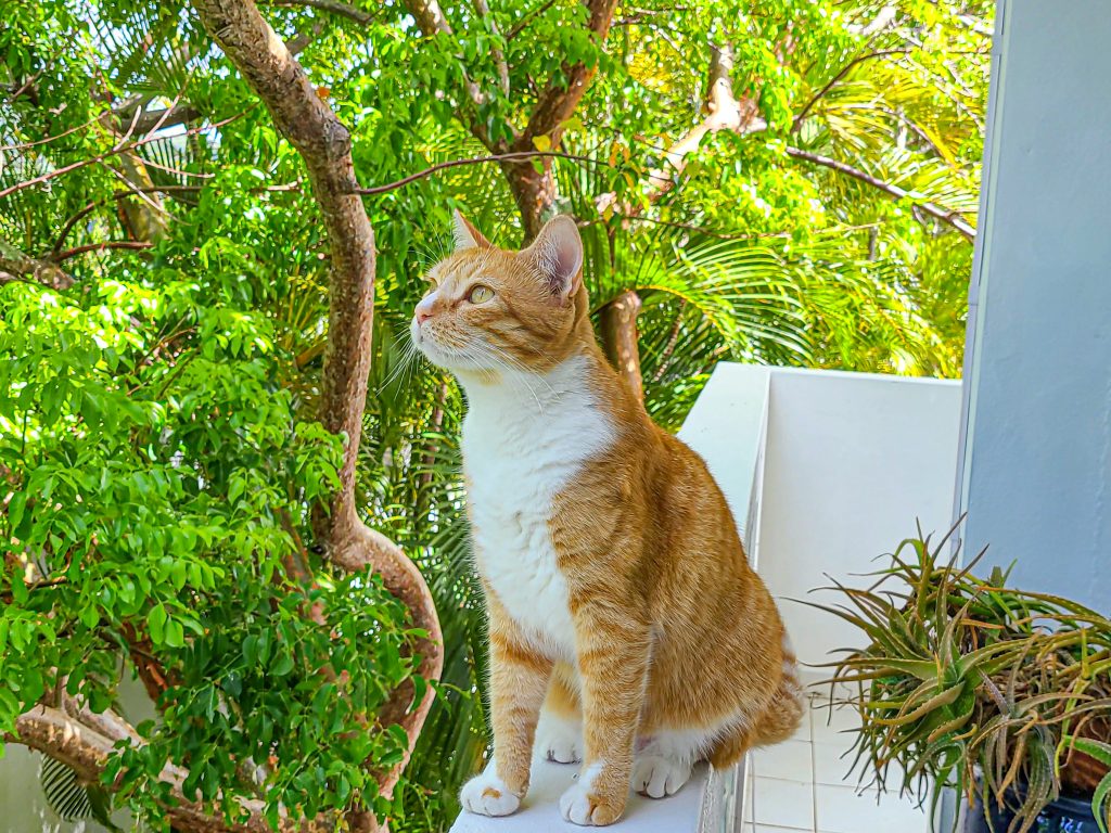 Casa Alternavida facilities-Sunshine the cat, head of pest control