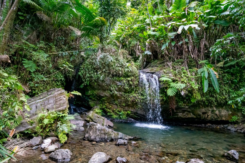 El Yunque National Rainforest Puerto Rico