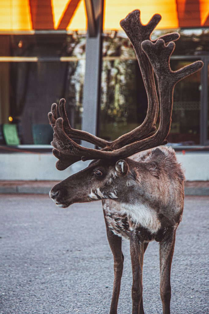 Reindeer on the 1st Finland Hike Levi via Diana @Stripeaway-10