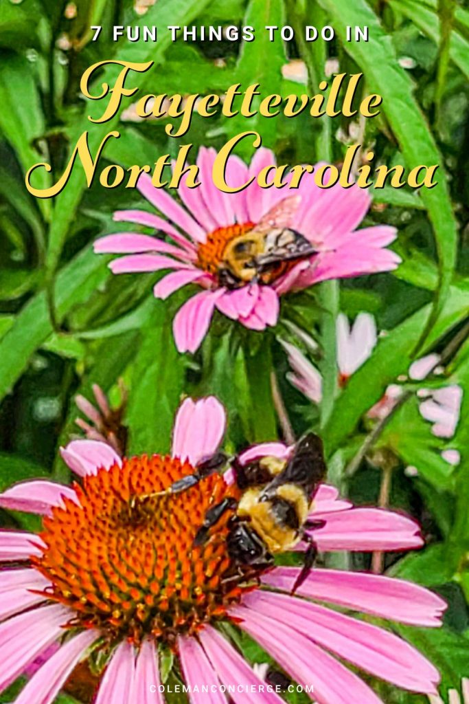 Bees on a pink flower in Fayetteville North Carolina