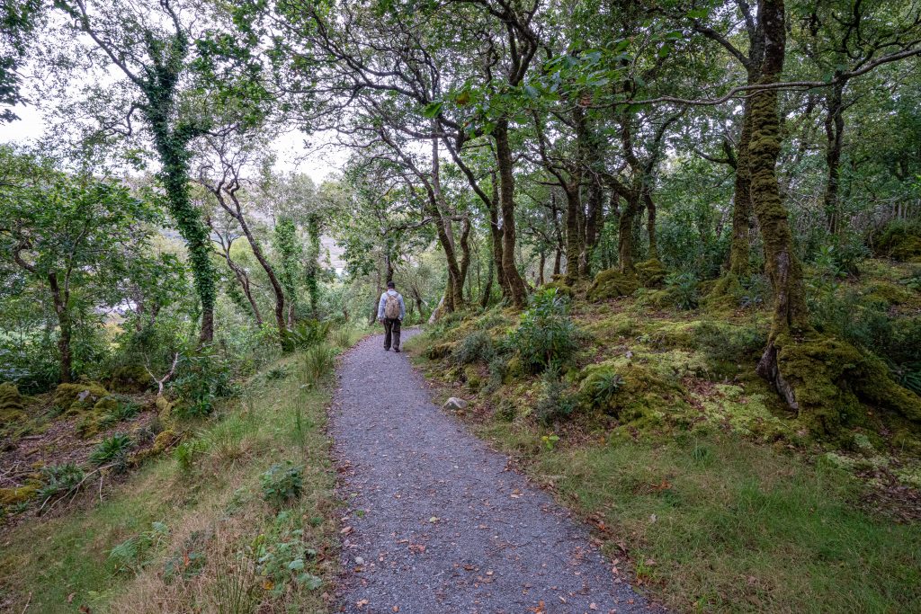 Glenveagh National Park- trail through woods