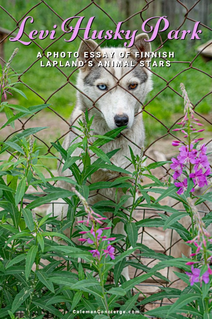 Levi Husky Park - A Photo Essay of Finnish Lapland's Animal Stars - Coleman  Concierge
