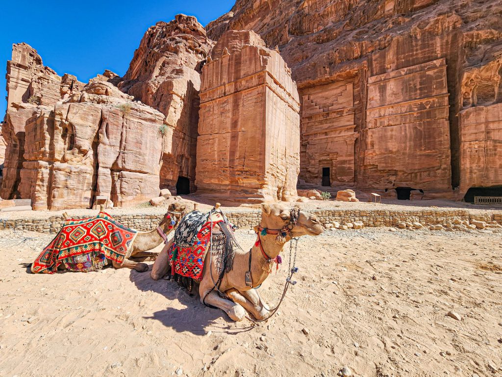 Petra Jordan- Bedouin camels