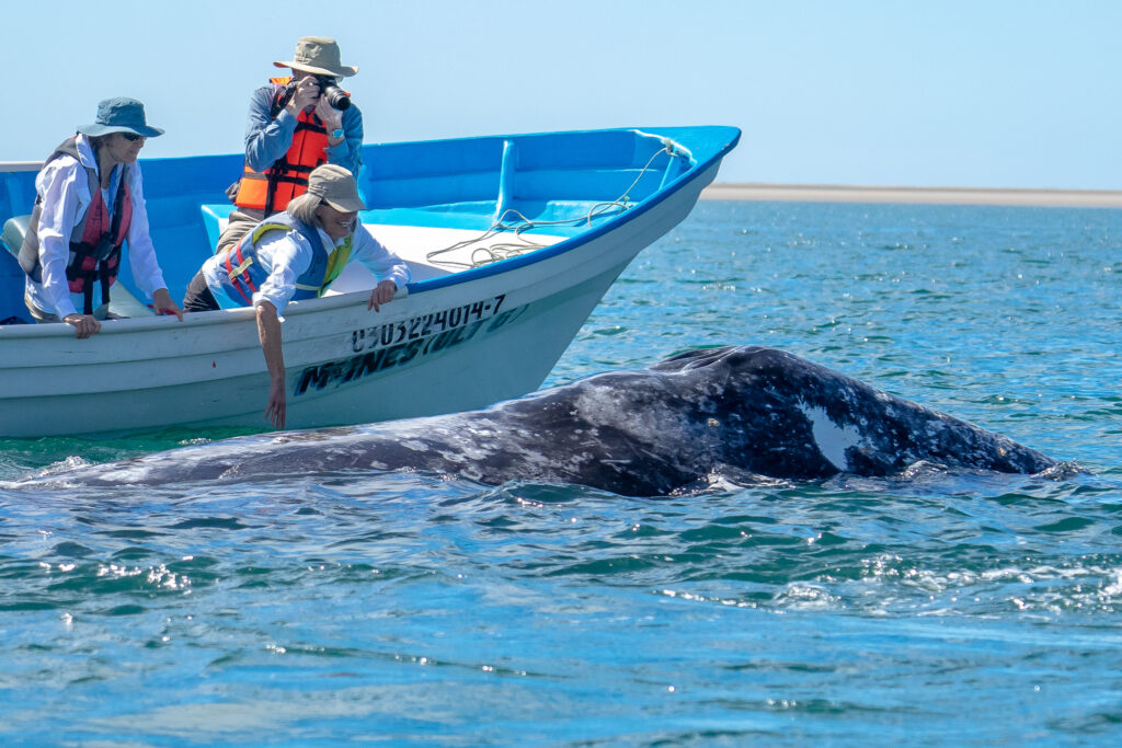 Guests experience gray whales Magdalena bay via UnCruise