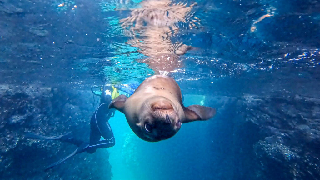 UnCruise Snorkeling w- Sea Lions Los Islotes Baja Mexico- Isn't he a playful fellow