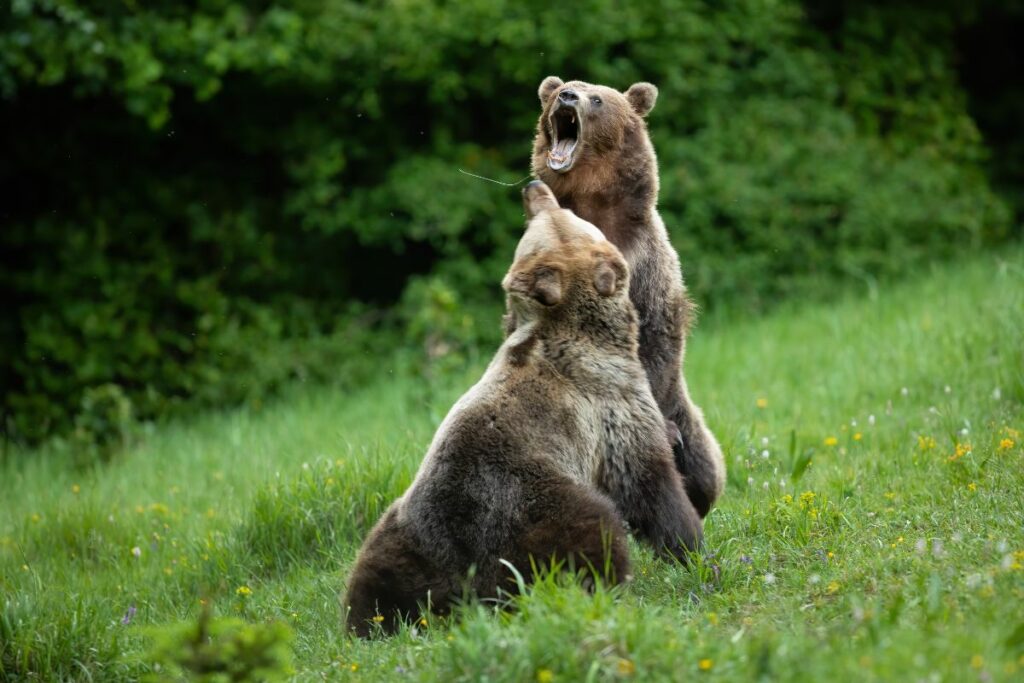 Bear Fights