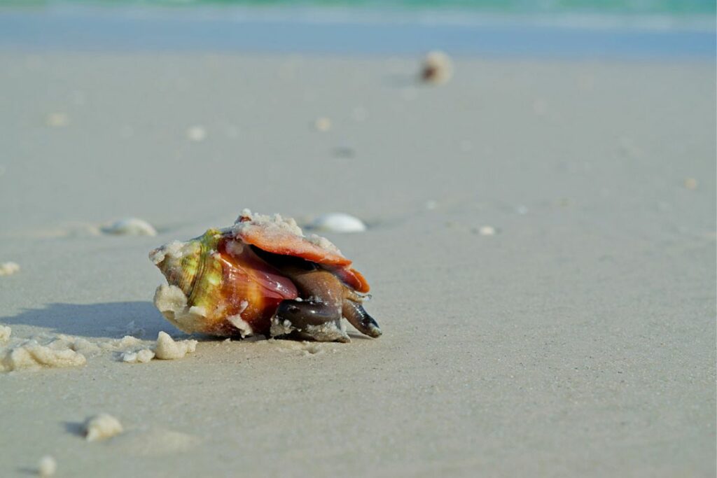 Florida Gulf Coast Vacations Live Shell Siesta Key