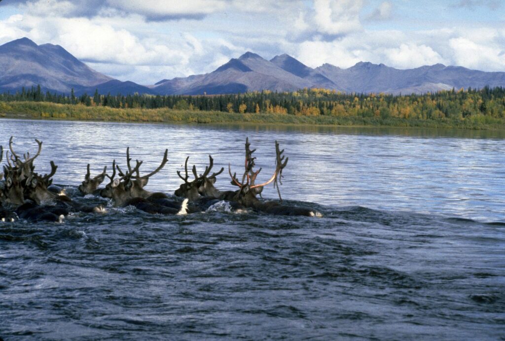Swimming_the_Kobuk by Western Arctic National Parklands, CC BY 2.0 via Wikimedia Commons