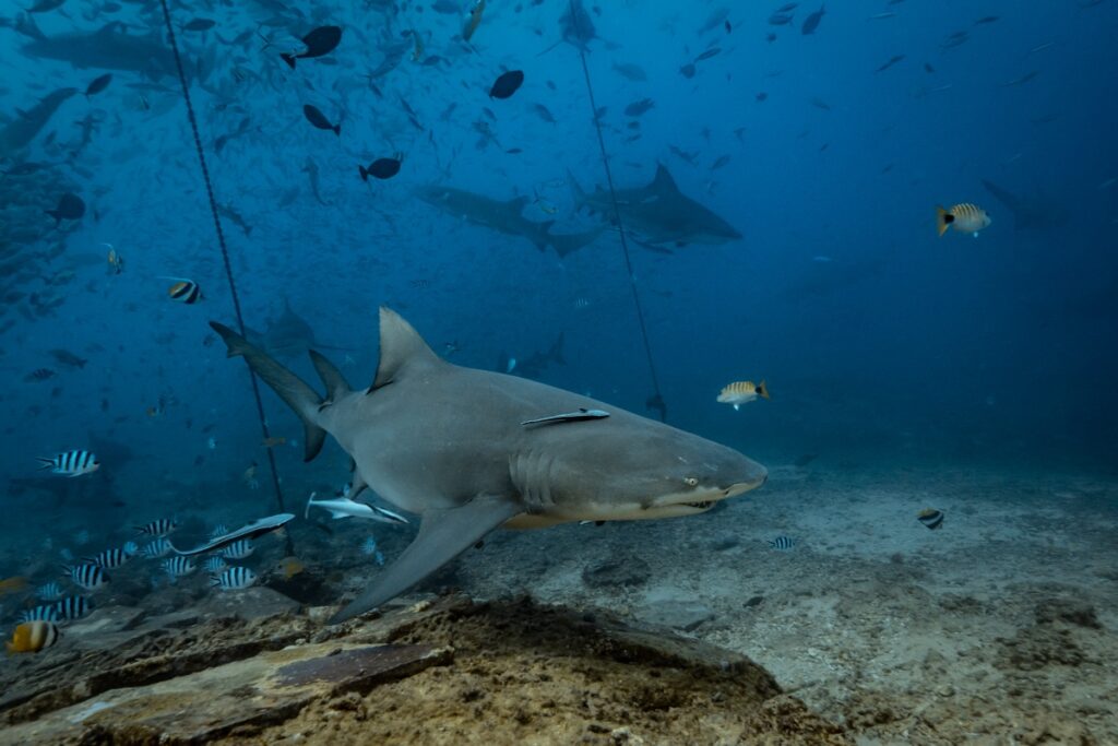 Pacific ocean. Shark feeding underwater background. Lemon shark in natural environment
