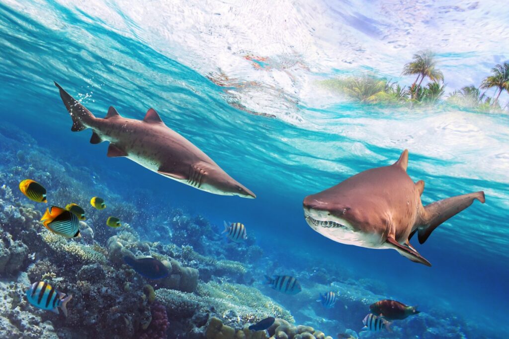 Tropical water with dangerous bull sharks