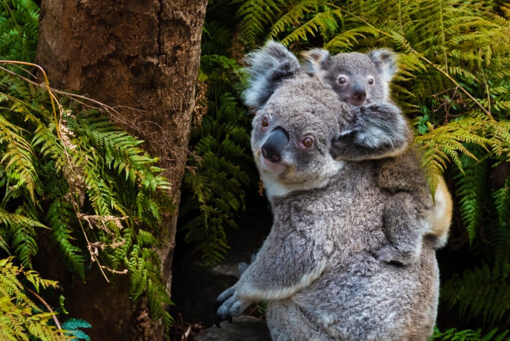 Australian koala bear native animal with baby on the back.