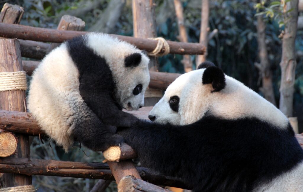 Mama and baby pandas