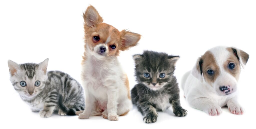 Cute animals-puppies and kittens in front of white background