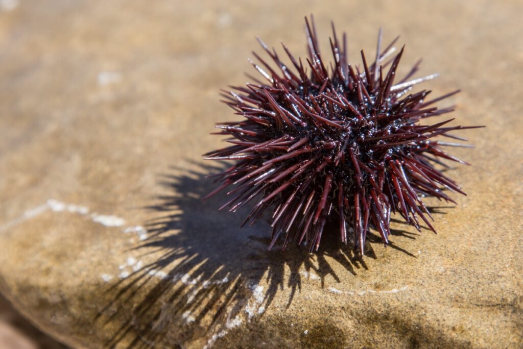 Urchin at the coast line