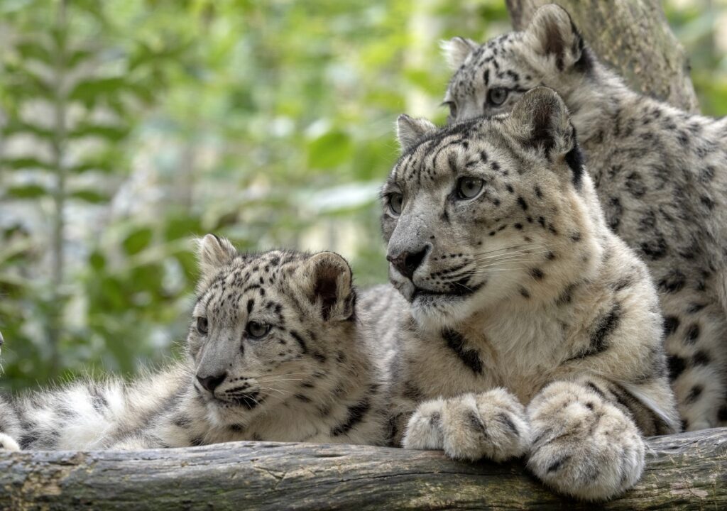 Snow leopard- female with cubs