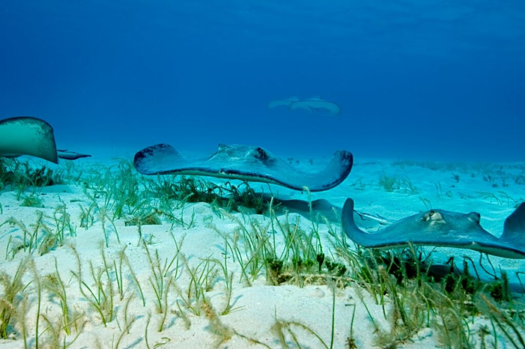 A group of stingrays patrol the grassy shallows of Stingray City, Grand Cayman like a wave of alien stealth bombers.