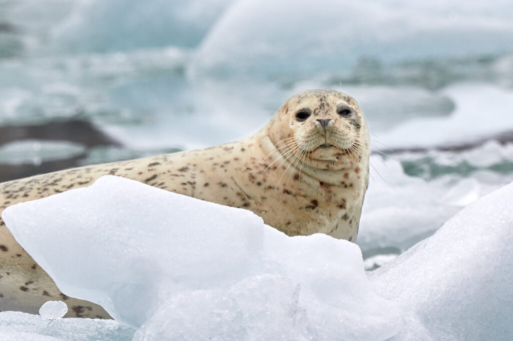 Alaskan Wildlife- harbor seal