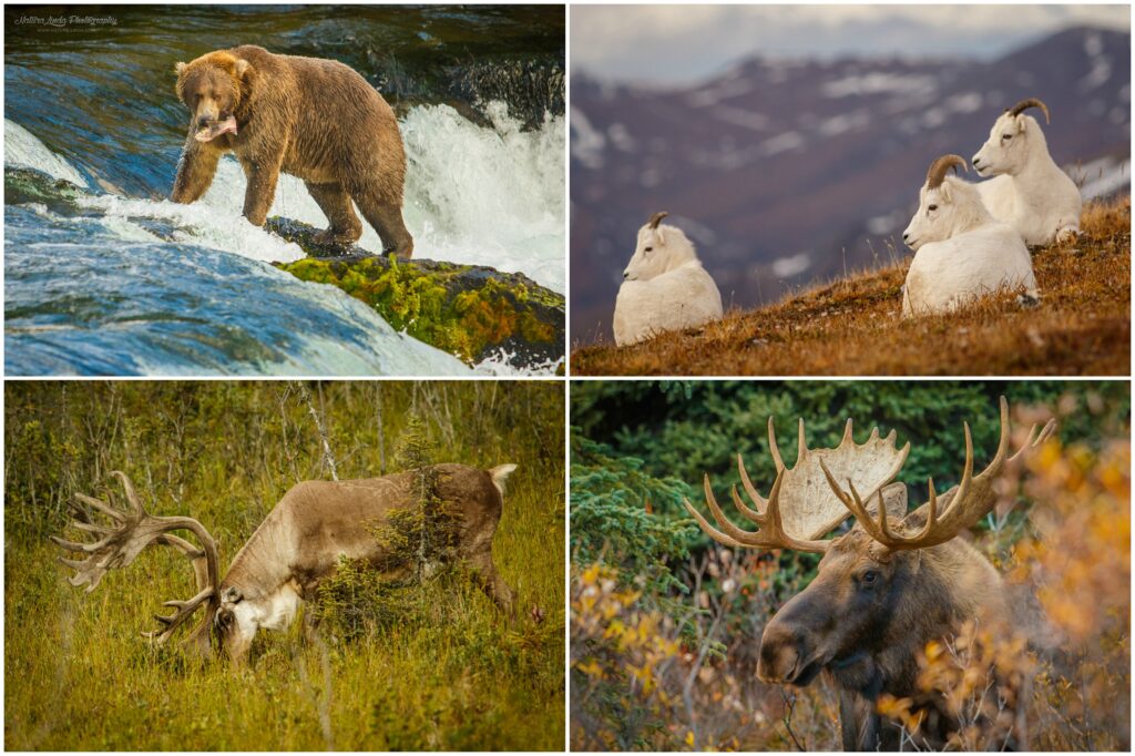 Nature photography of wildlife from Denali National park Alaska, the US - Bear, Dall sheep, Caribou, Moose
