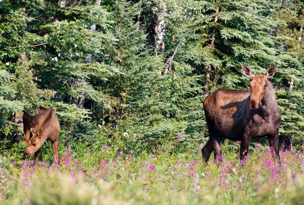 A large Alaskan Moose stands at the edge of the woods with baby calf