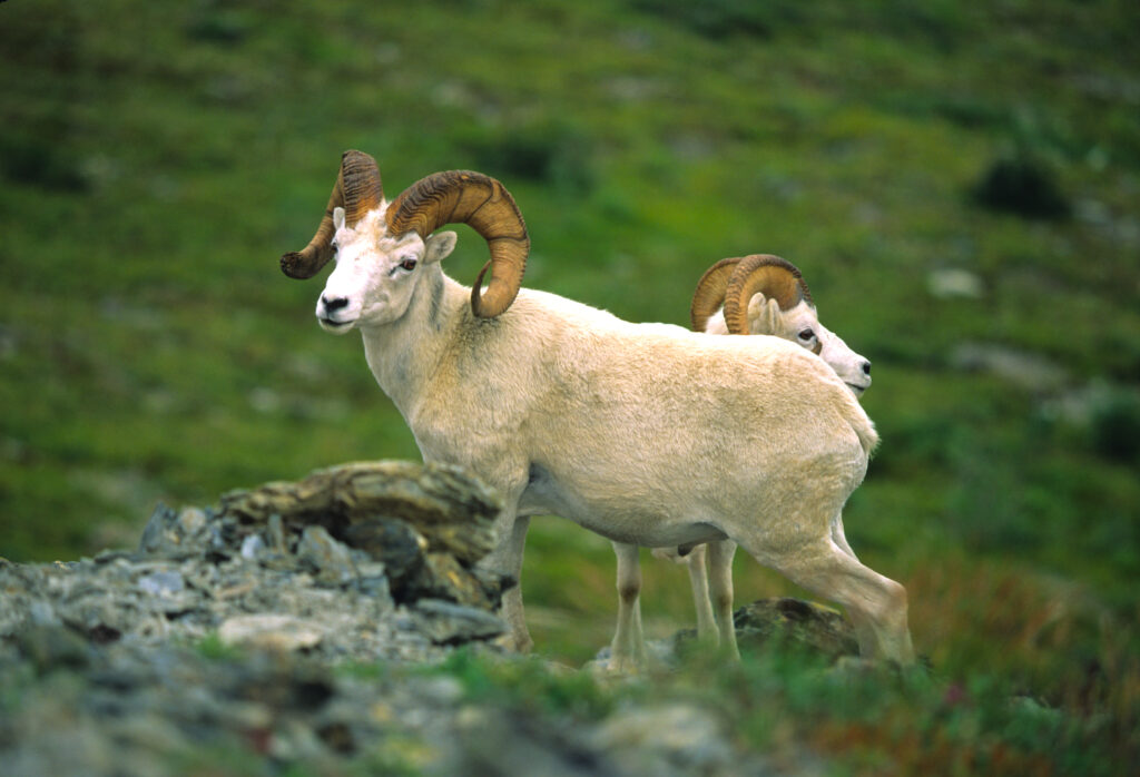Chugach State Park dall sheep