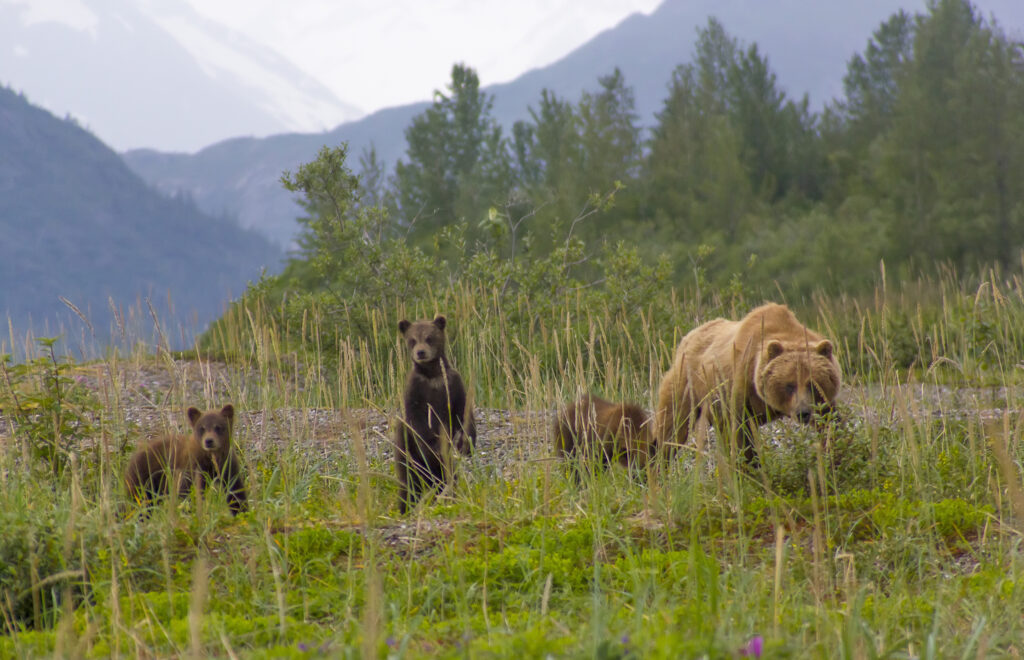 Bear family in Glacier Bay Alaska