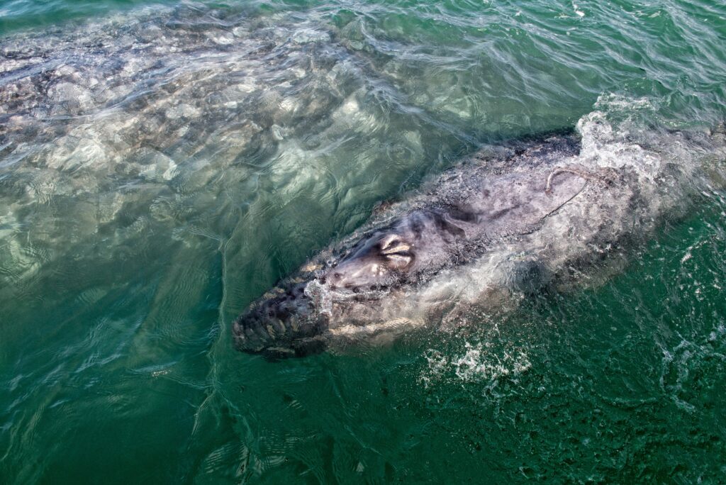 grey whale mother and calf in the Pacific ocean