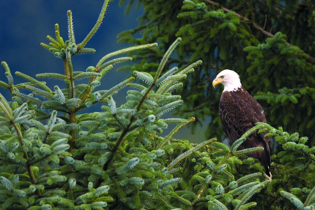 Bald Eagle perches in tree beside road in Juneau