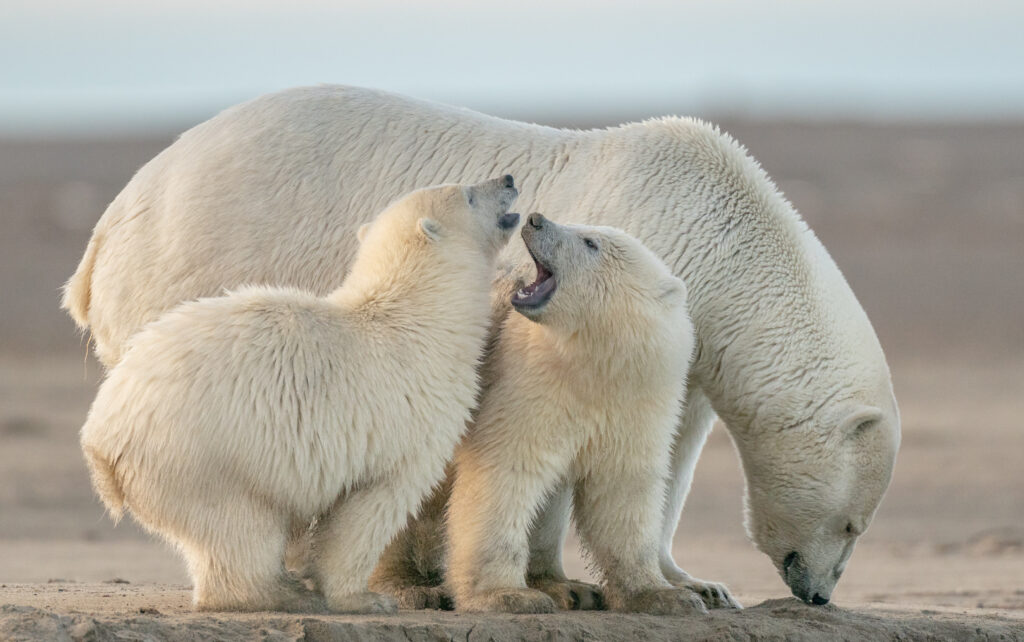 A selective shot of two cute fluffy white polar bears playing with each other and their mother in Kaktovik, Alaska