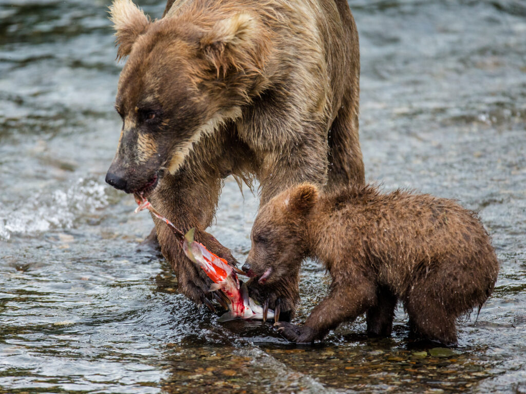 Momma and baby bear eating a fish in a stream
