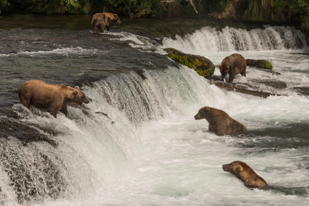 Five bears salmon fishing at Brooks Falls