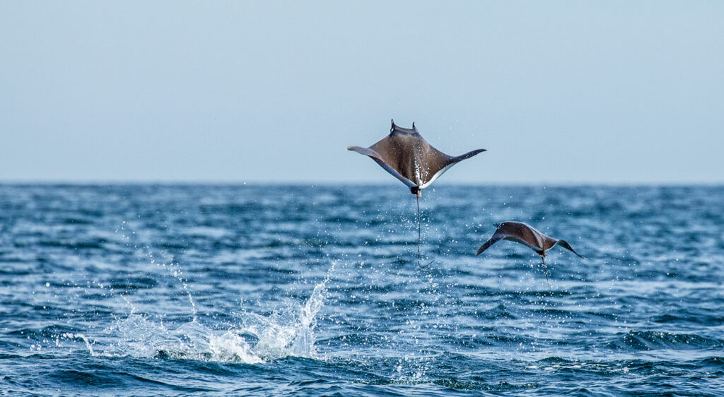 Mobula rays jumping out of water Sea of Cortez