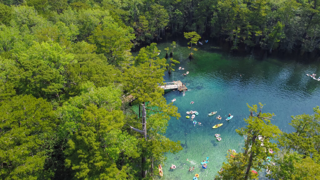 Aerial view rim of old growth cypress surrounding turquoise blue water, people deck jumping, swimming, kayaking, paddling, floating in Morrison Springs County Park, Walton County, Florida, US. Summer