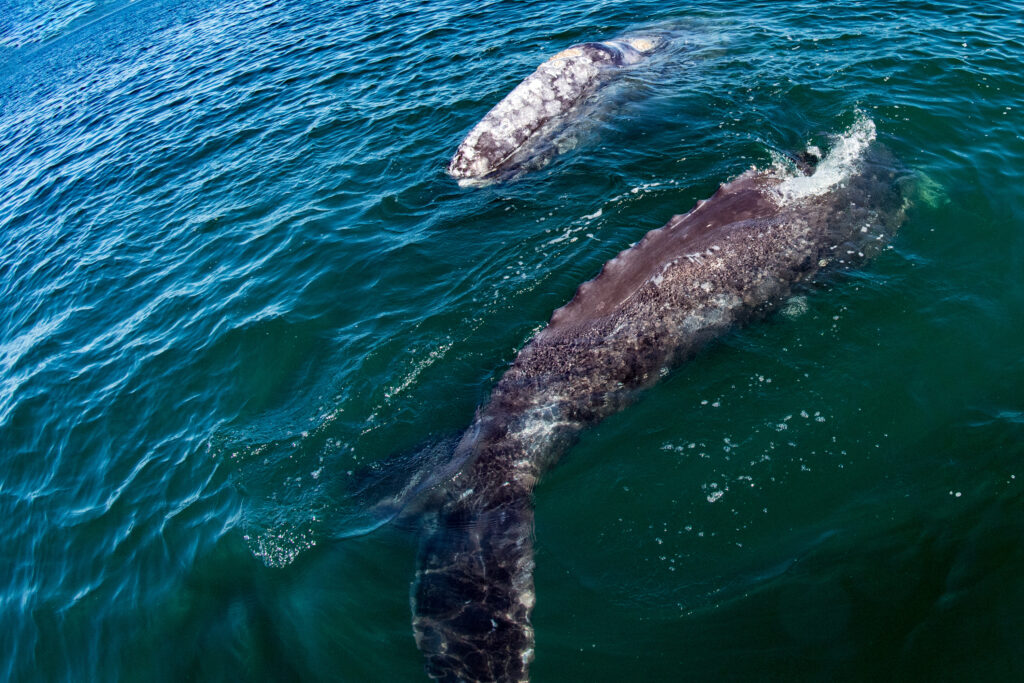 newborn grey whale calf and mother