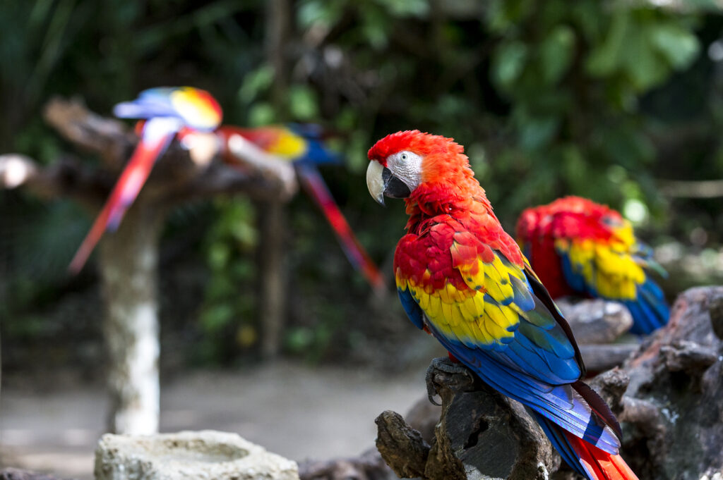 Pair of scarlet macaw birds in Mexico